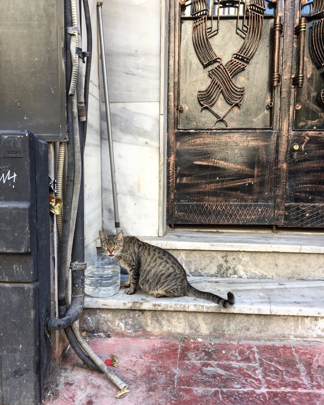 At Home With The Furries